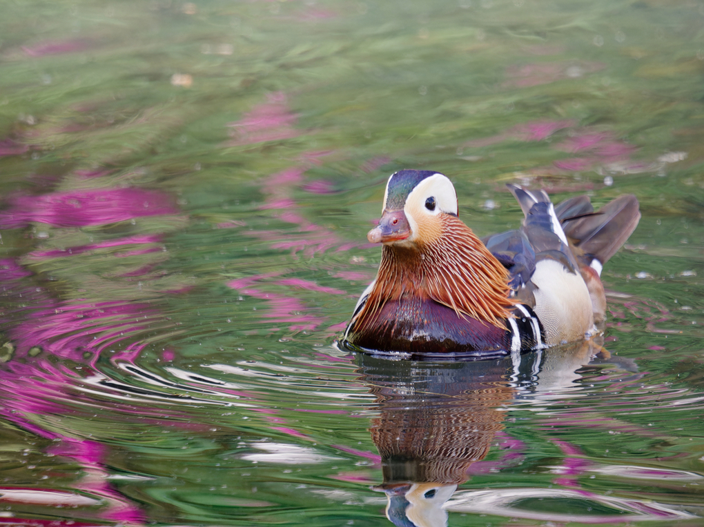 Mandarin Duck